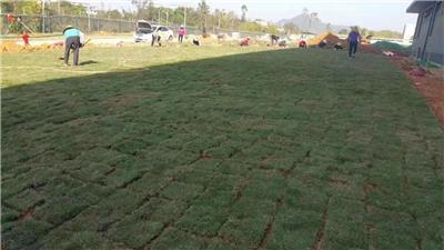 道路绿化工程施工全攻略 优选产品与高效施工指南