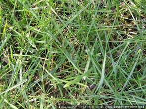 园林绿化工程从设计到施工 图纸、植物与节点的完整指南