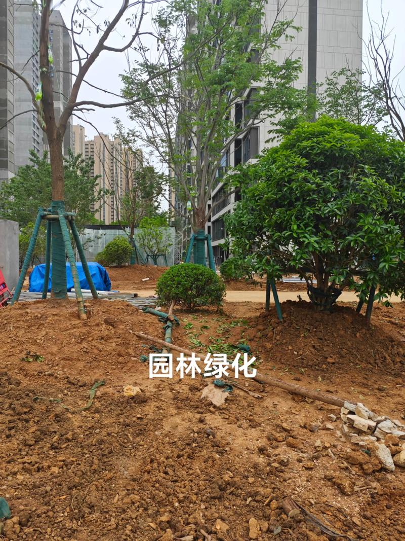 光谷中央公园施工进行 园林绿化与工程施工的双重交响