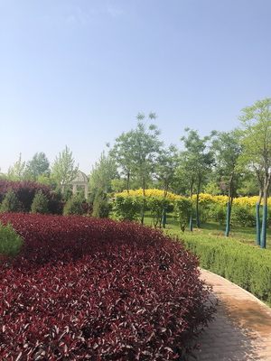 精品园林景观设计与施工 打造生态宜居的绿化工程